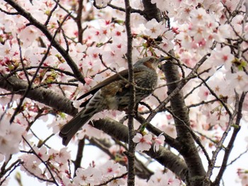 Sat, 4/6/2024 Birding report at 京都府亀岡市