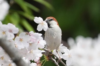 Russet Sparrow 埼玉県 Sun, 4/7/2024