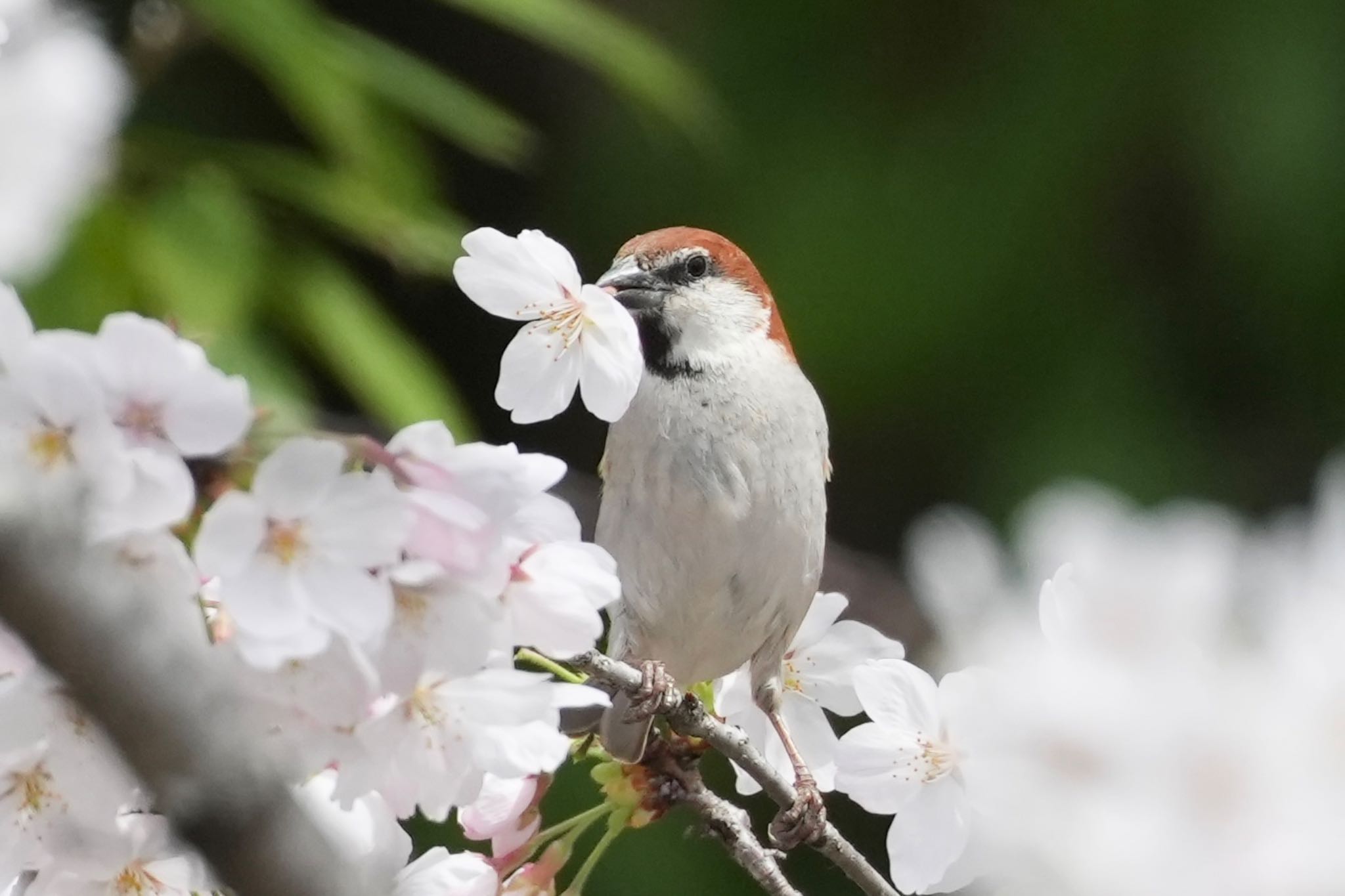 埼玉県 ニュウナイスズメの写真 by あらどん