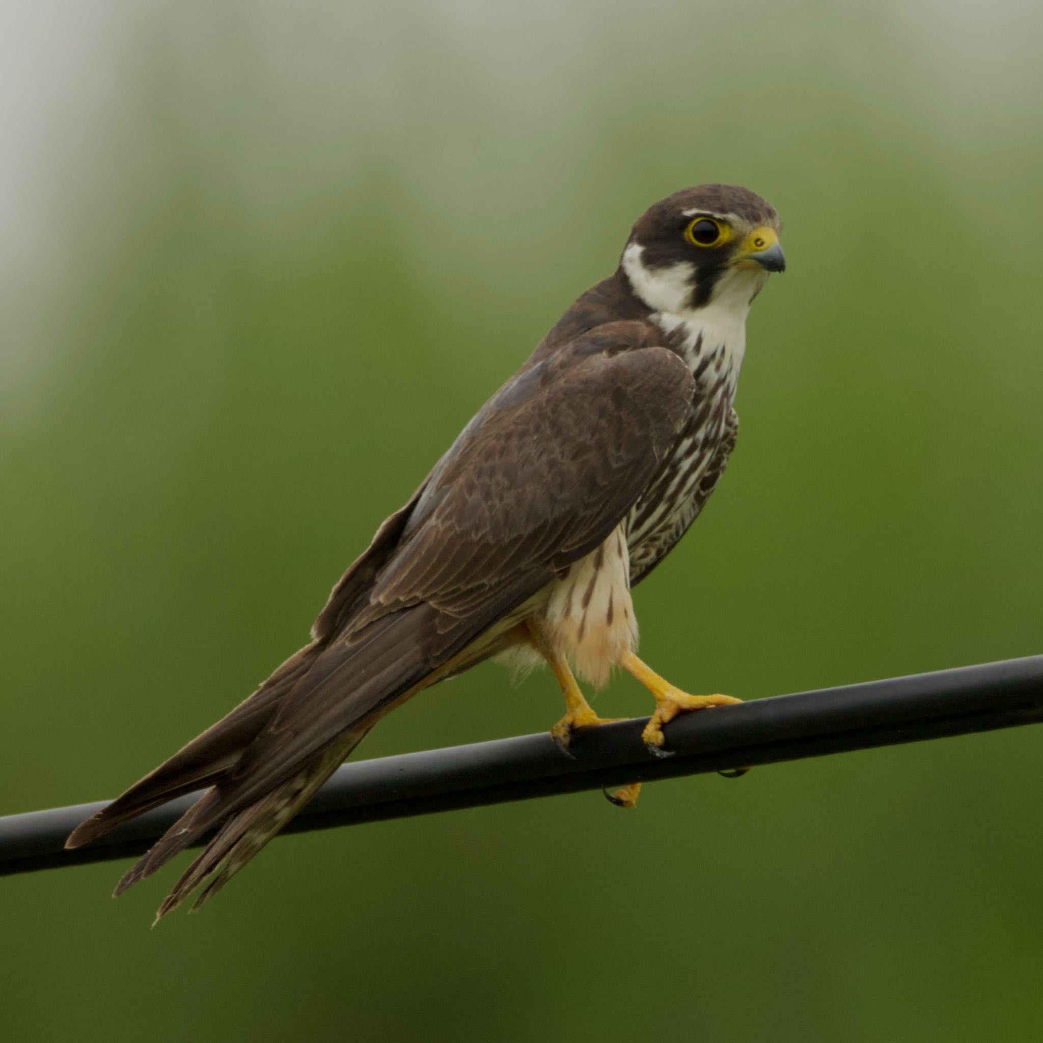 Photo of Eurasian Hobby at 岩手県 by ハゲマシコ