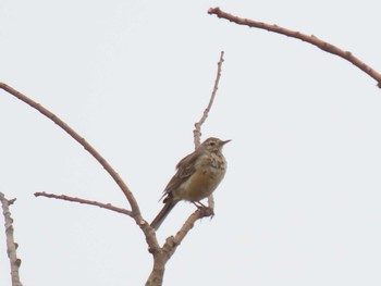 Water Pipit Izunuma Wed, 4/3/2024