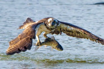 Osprey 愛知県 Sat, 2/10/2024