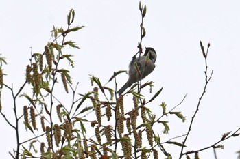 Coal Tit Kitamoto Nature Observation Park Sun, 4/7/2024