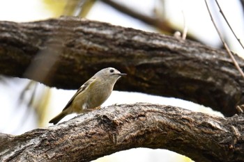 Goldcrest Kitamoto Nature Observation Park Sun, 4/7/2024