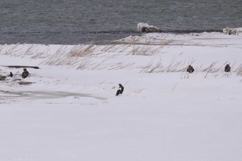 Steller's Sea Eagle 石狩川 Sat, 3/9/2024