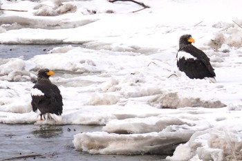 Steller's Sea Eagle 石狩川 Sat, 3/9/2024