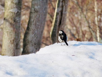 White Wagtail 倶知安町 Sun, 4/7/2024