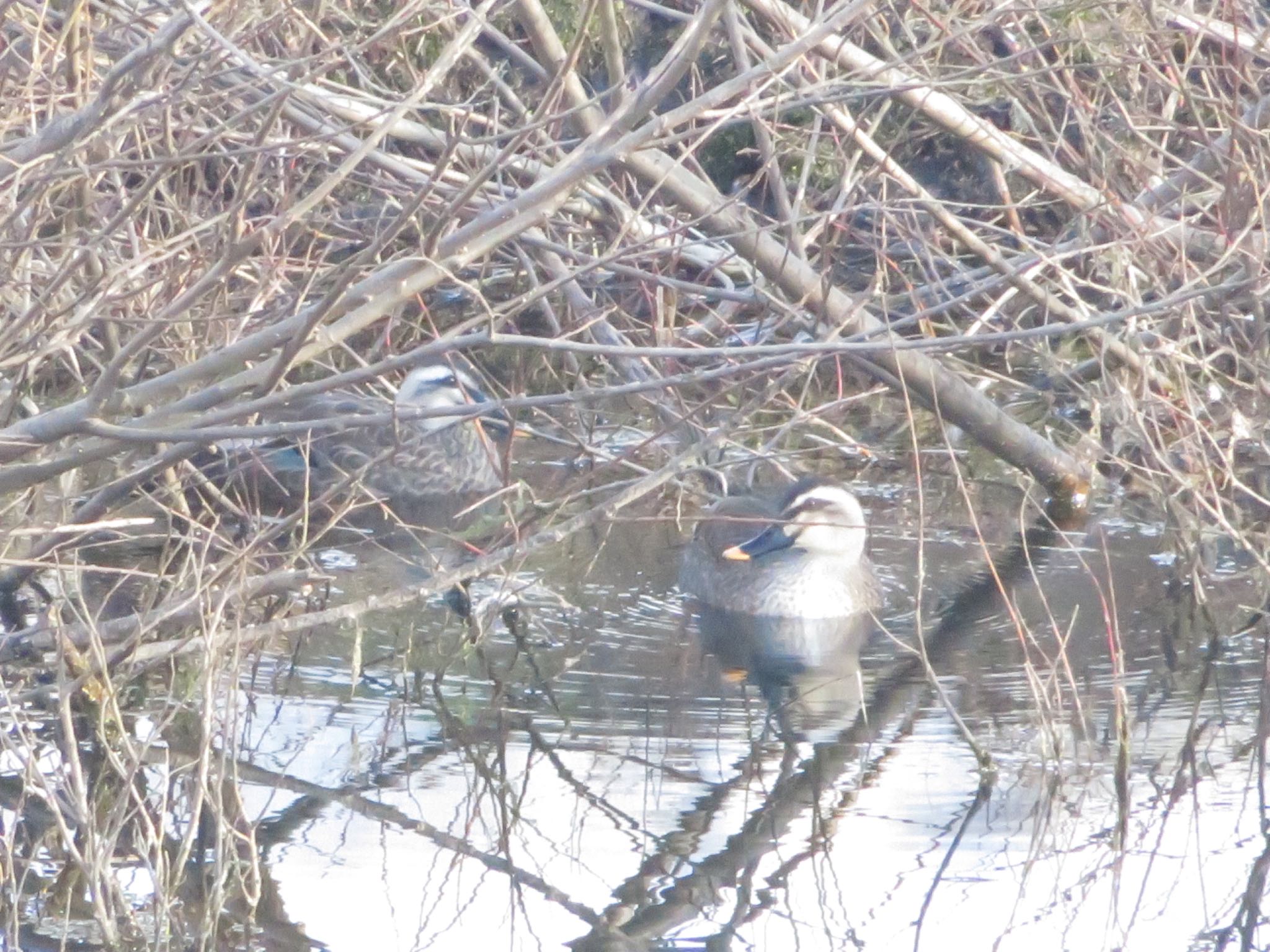 Photo of Eastern Spot-billed Duck at 倶知安町 by ユウ@道民