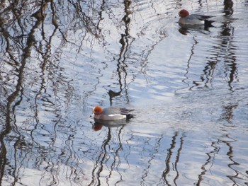 Eurasian Wigeon 倶知安町 Sun, 4/7/2024