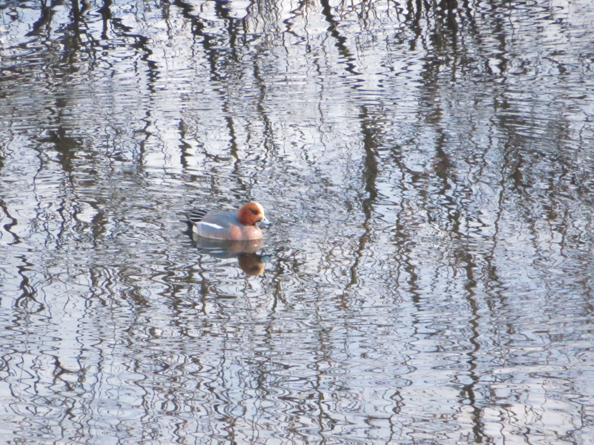 Eurasian Wigeon