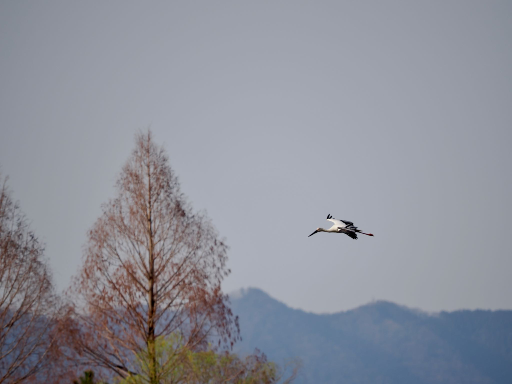 渡良瀬遊水地 コウノトリの写真 by 孝一