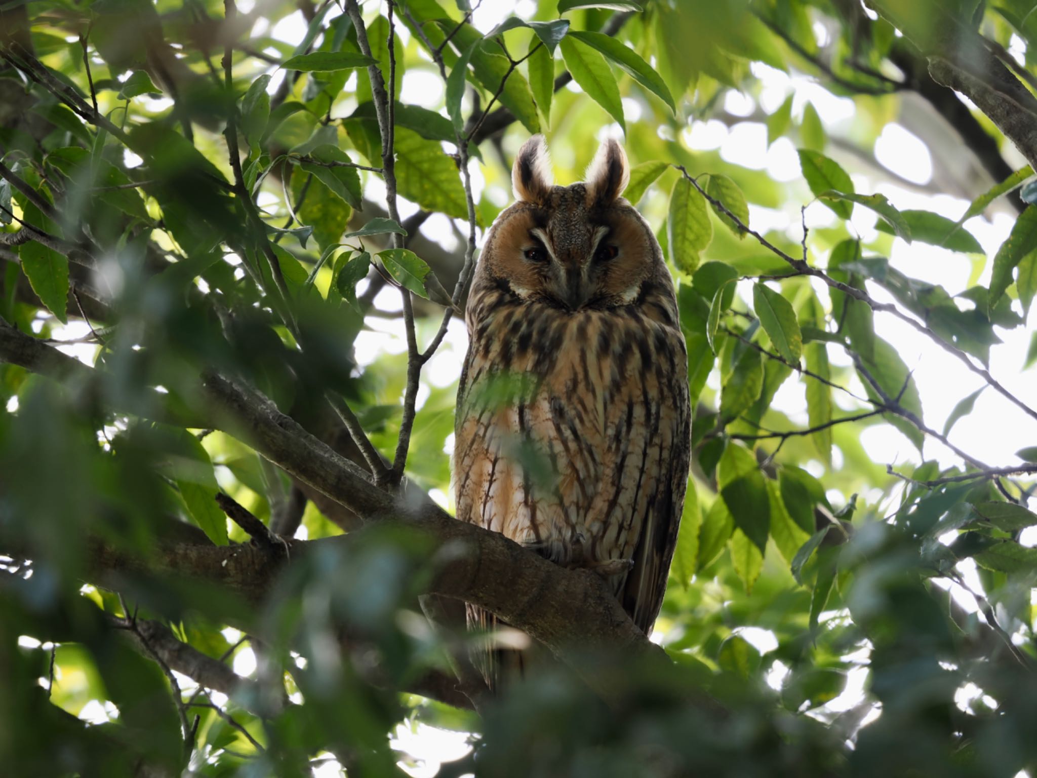  トラフズクの写真 by 孝一