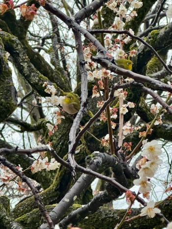 メジロ 東京都立小金井公園 2024年2月23日(金)