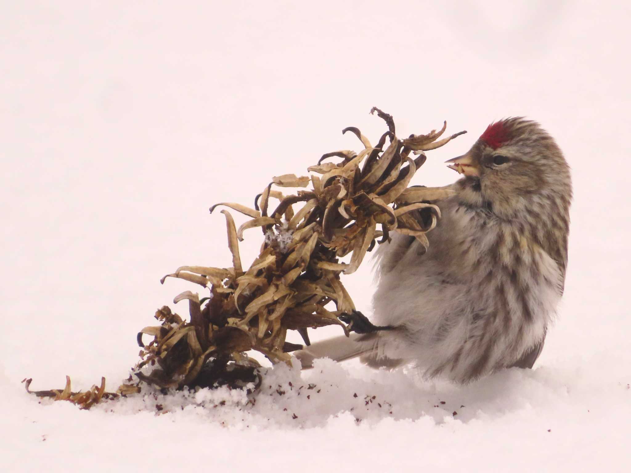 Common Redpoll