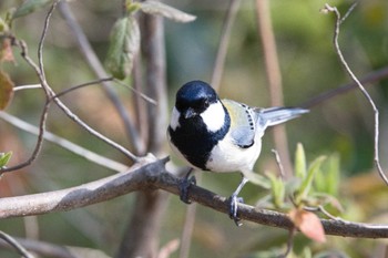 Japanese Tit 奈良　馬見丘陵公園 Sun, 3/31/2024