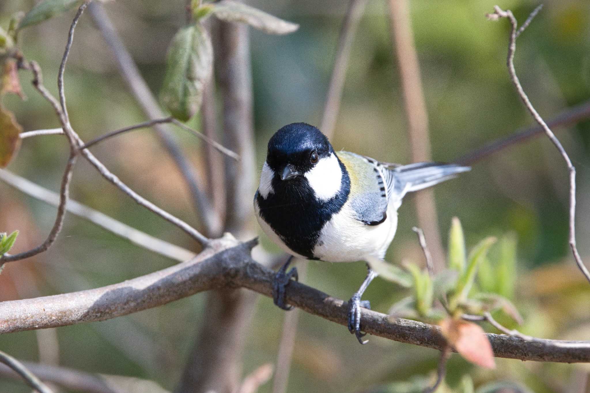 Photo of Japanese Tit at 奈良　馬見丘陵公園 by アカウント15049