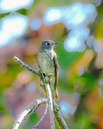 Dark-sided Flycatcher 北海道 Fri, 9/22/2023