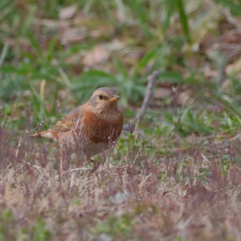 Naumann's Thrush Rikugien Garden Sat, 3/23/2024