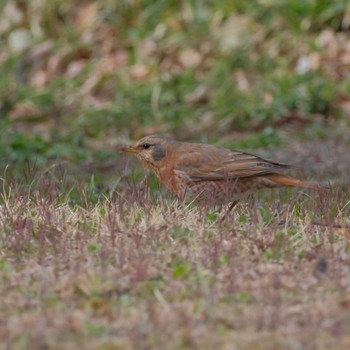 Naumann's Thrush Rikugien Garden Sat, 3/23/2024