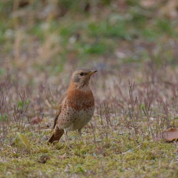 ハチジョウツグミ 六義園 2024年3月23日(土)