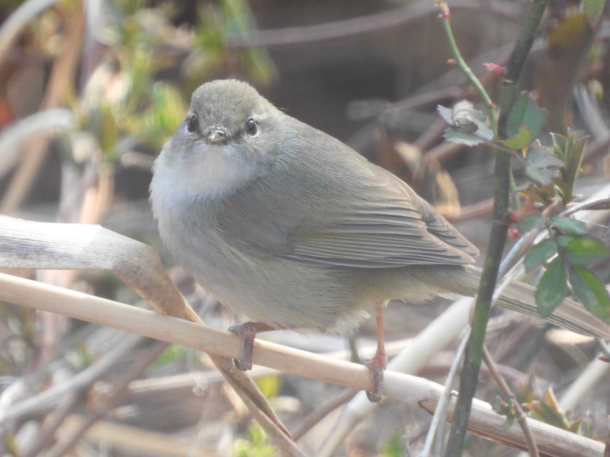 Japanese Bush Warbler