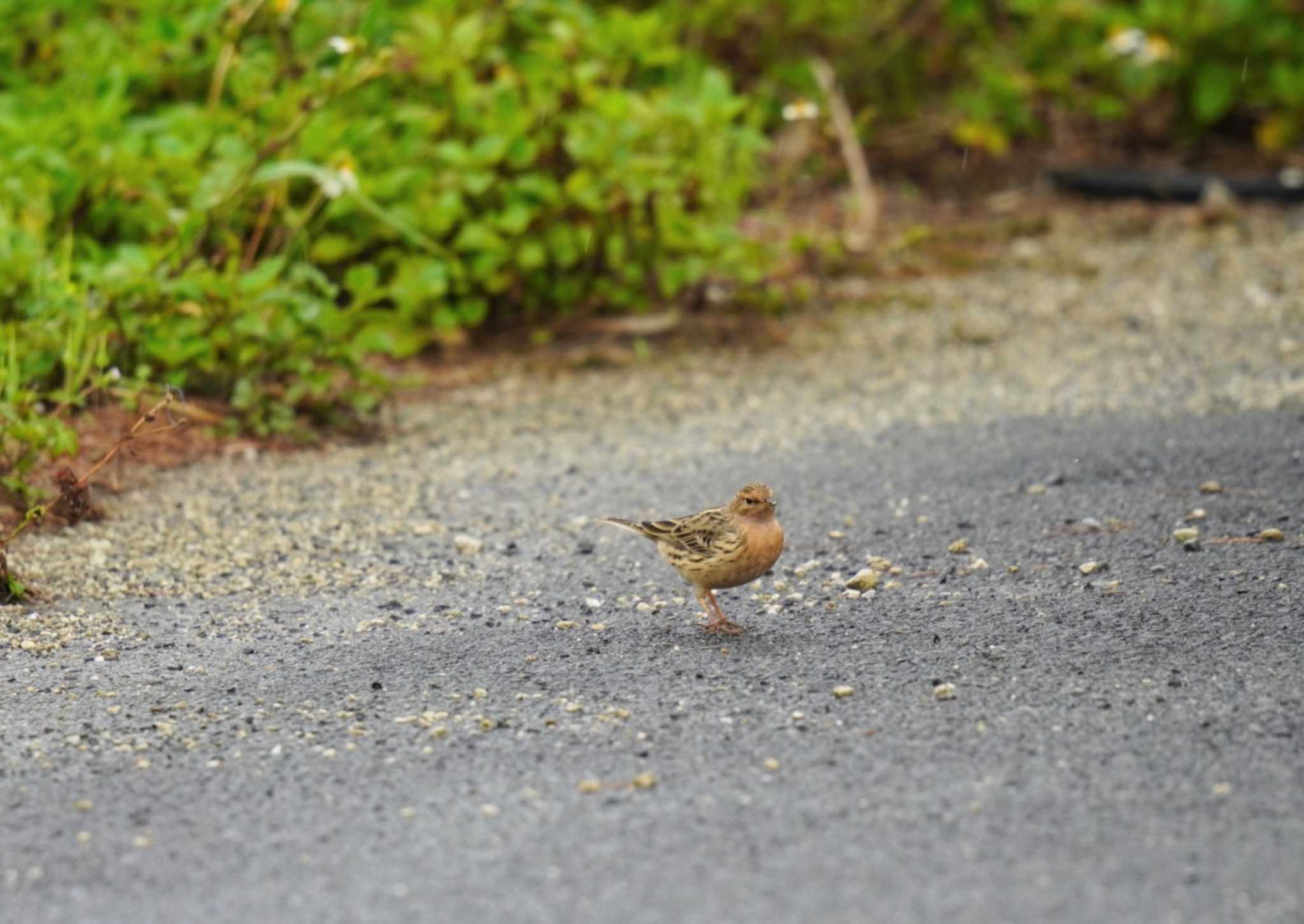 Red-throated Pipit