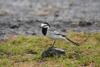 White Wagtail(ocularis) Amami Island(General) Sat, 4/6/2024