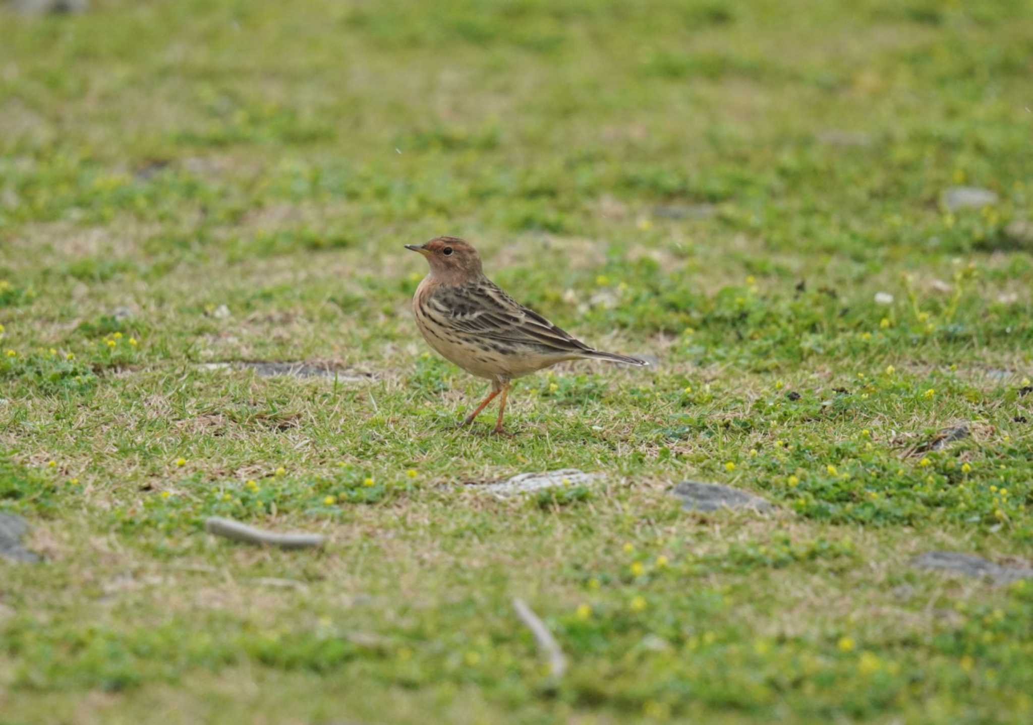 Red-throated Pipit