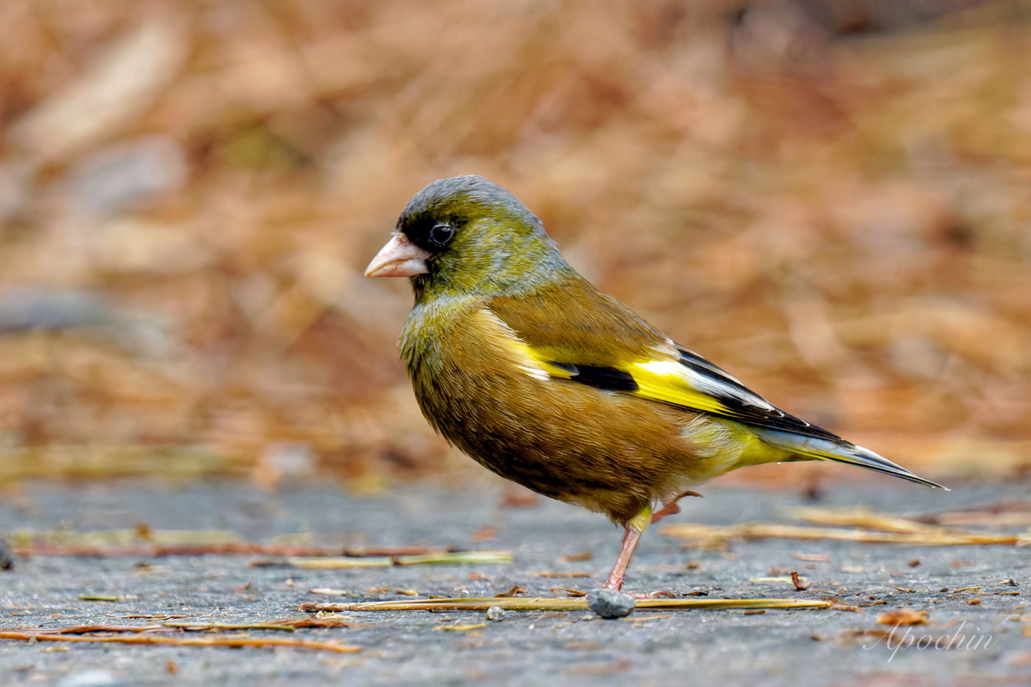 Photo of Grey-capped Greenfinch at 真鶴岬 by アポちん