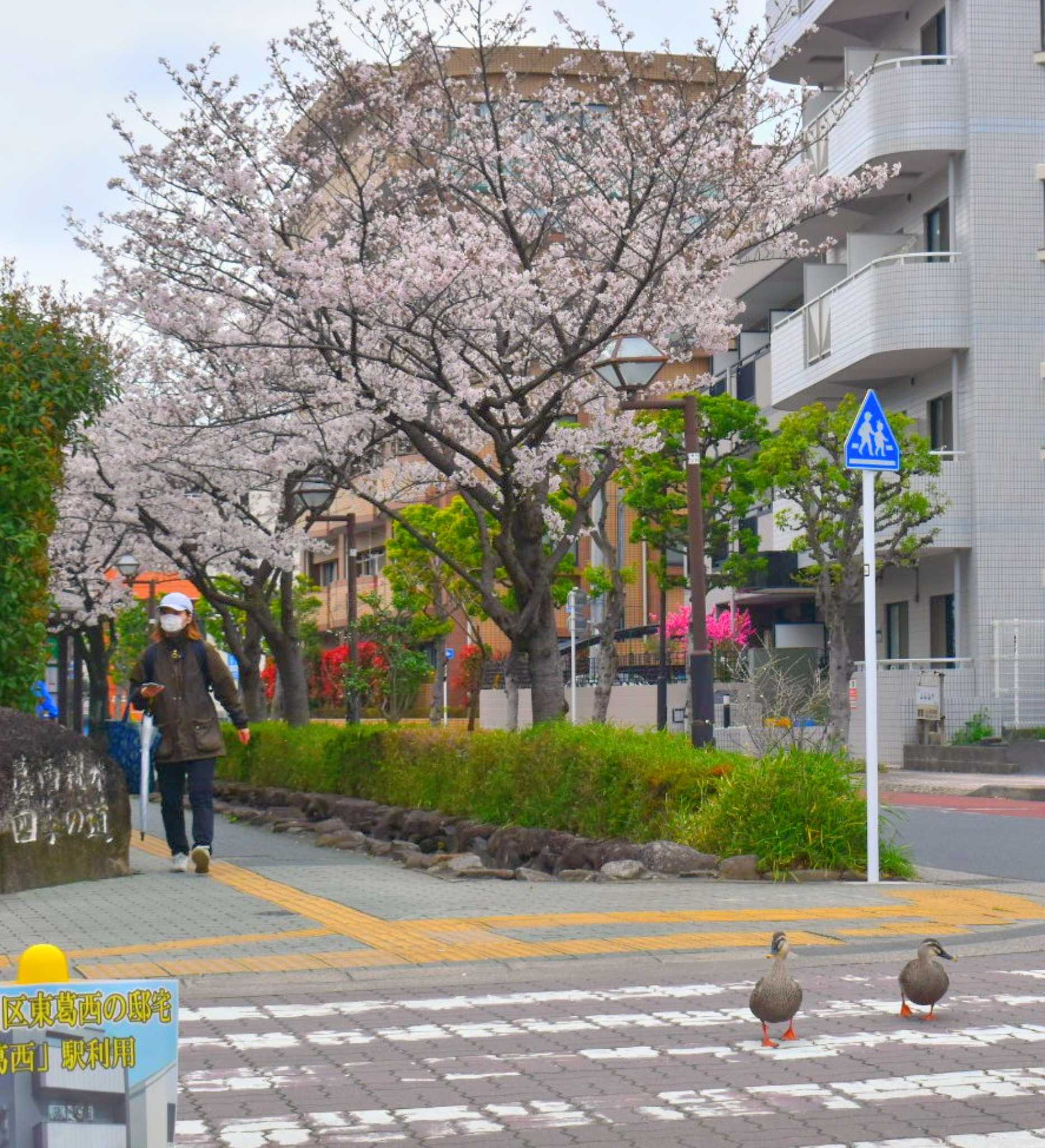 右見て左見てお花見🌸横断歩道🦆🦆 by ぎたふぐ