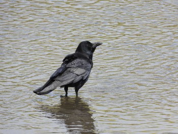 Large-billed Crow 綾瀬川 Sun, 4/7/2024