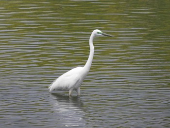 Great Egret 綾瀬川 Sun, 4/7/2024