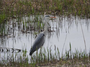 Grey Heron 綾瀬川 Sun, 4/7/2024