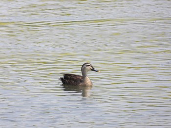 Eastern Spot-billed Duck 綾瀬川 Sun, 4/7/2024