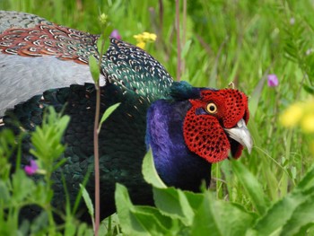 Green Pheasant 綾瀬川 Sun, 4/7/2024