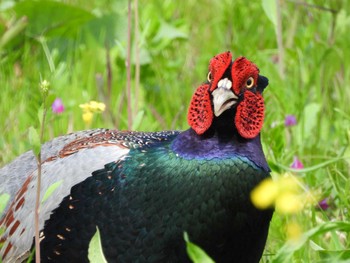 Green Pheasant 綾瀬川 Sun, 4/7/2024