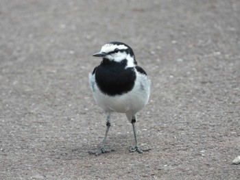 White Wagtail 綾瀬川 Sun, 4/7/2024