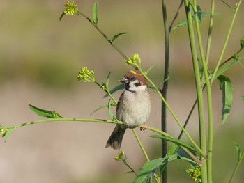 Eurasian Tree Sparrow 綾瀬川 Sun, 4/7/2024