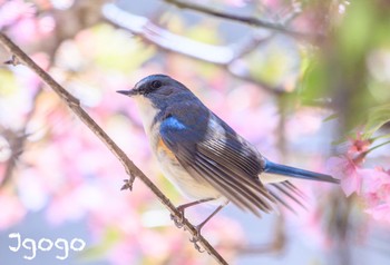 Red-flanked Bluetail 茨城県 Fri, 3/22/2024