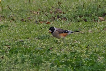 Chinese Grosbeak 草津市 Tue, 4/9/2024