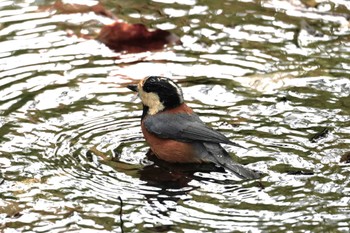 Varied Tit 西湖野鳥の森公園 Sun, 10/16/2022