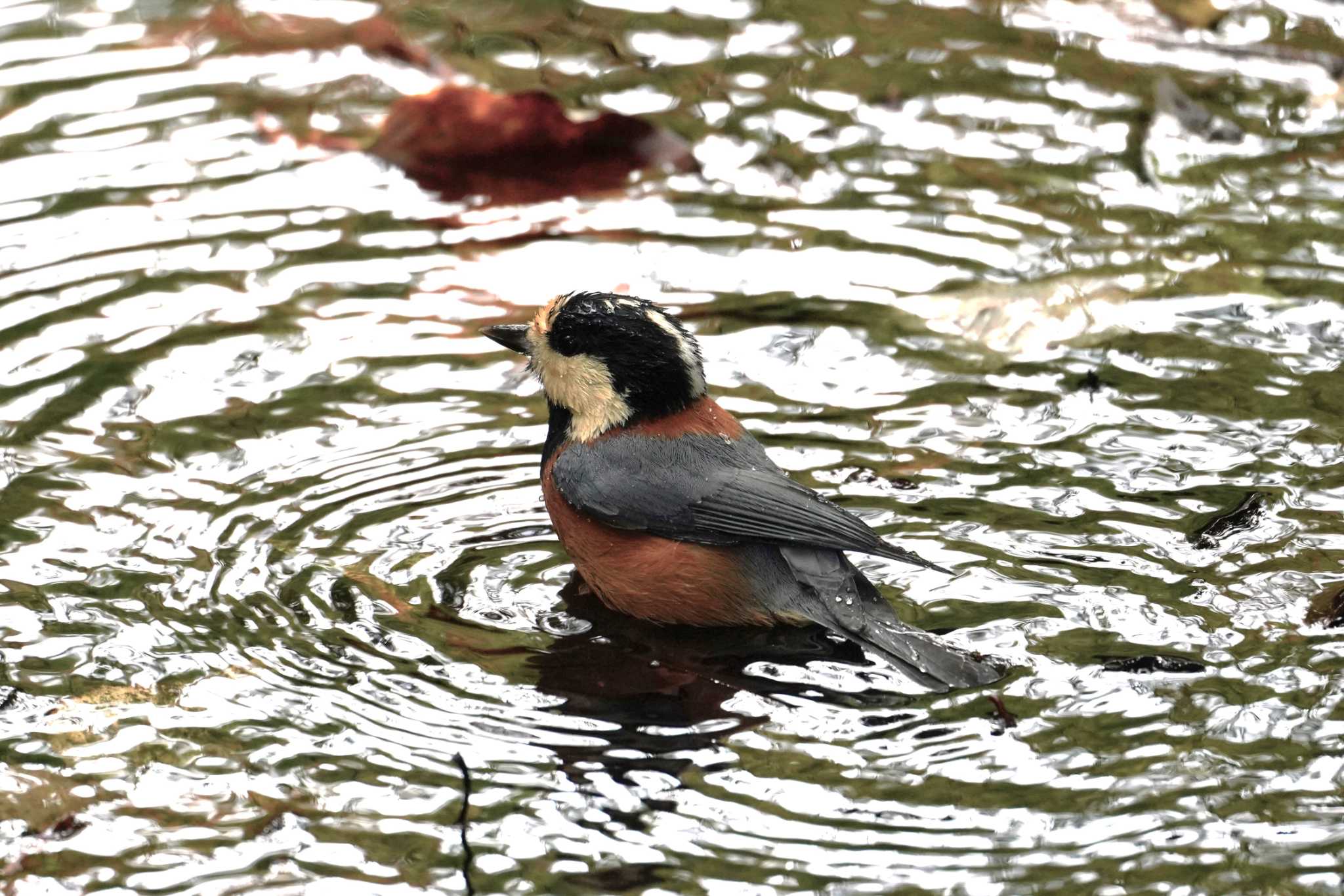 Photo of Varied Tit at 西湖野鳥の森公園 by na san