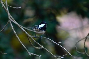 ヒガラ 西湖野鳥の森公園 2022年10月16日(日)