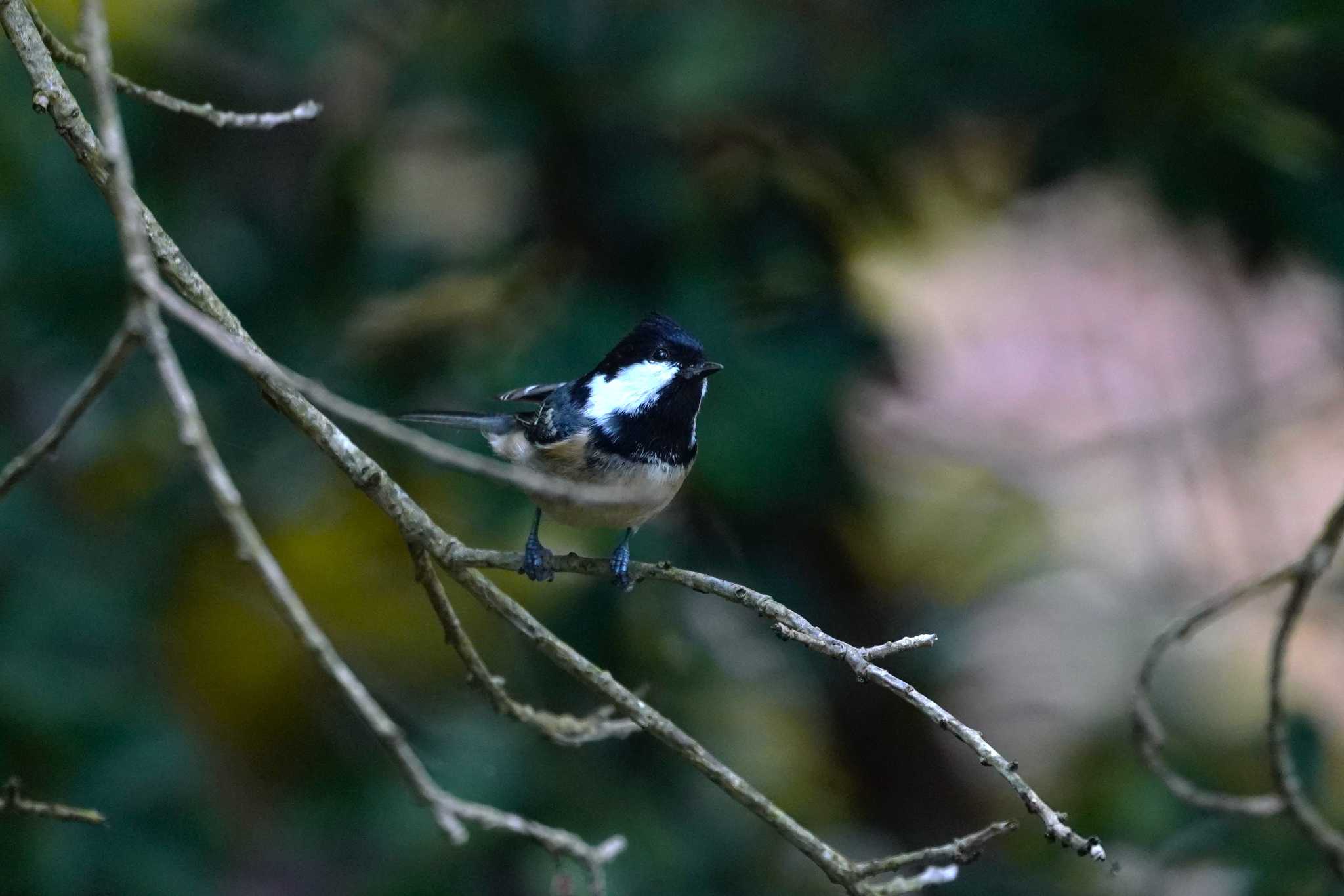 Photo of Coal Tit at 西湖野鳥の森公園 by na san