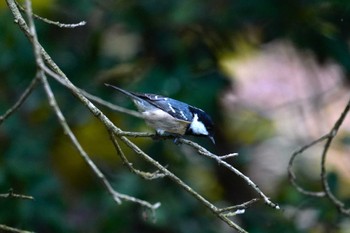 Coal Tit 西湖野鳥の森公園 Sun, 10/16/2022