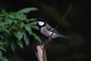 シジュウカラ 西湖野鳥の森公園 2022年10月16日(日)