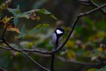 Japanese Tit 西湖野鳥の森公園 Sun, 10/16/2022