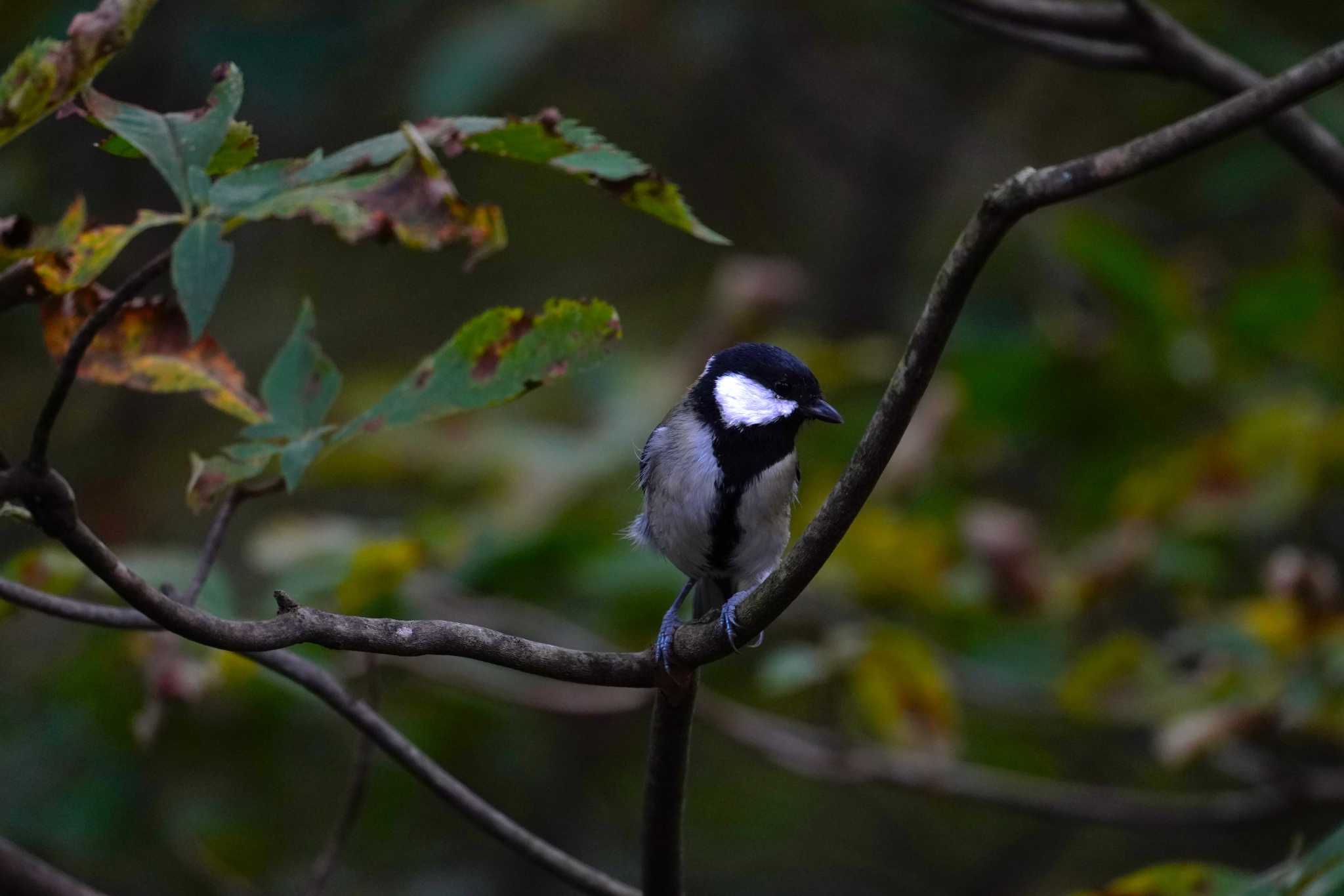 西湖野鳥の森公園 シジュウカラの写真 by na san