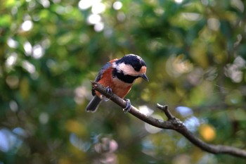 Varied Tit 西湖野鳥の森公園 Sun, 10/16/2022