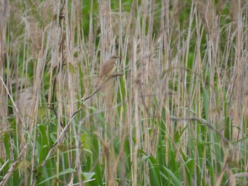 Sun, 5/8/2022 Birding report at Tokyo Port Wild Bird Park